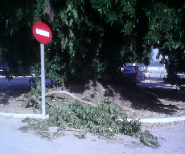 Tu Opinión: “Estamos matando el Ombú poco a poco”