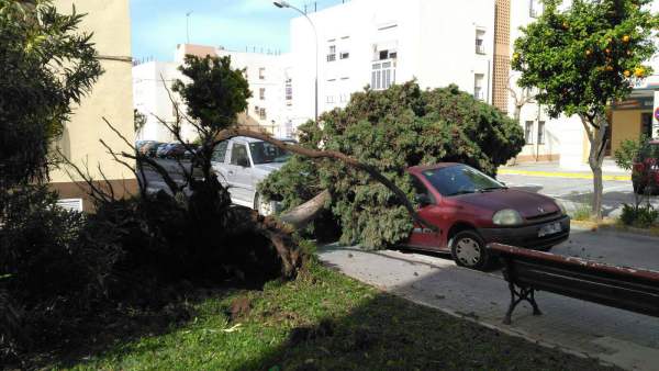 Árboles caídos, coches enterrados y más incidencias del temporal de levante en Puerto Real