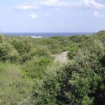 20190427_cultura_historia_bosque_oleastro