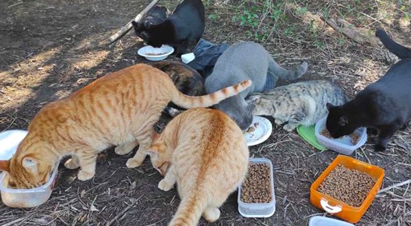 Aumento de la vigilancia en las colonias de gatos en Puerto Real