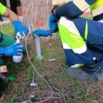 20241025_ma_tratamiento_fumigacion_procesionaria_01
