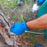 20241025_ma_tratamiento_fumigacion_procesionaria_02