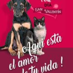 20250213_cartel_campana_bienestar_animal_01