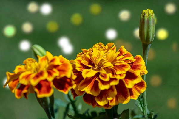 Foto de <a href="https://unsplash.com/es/@matoga?utm_content=creditCopyText&utm_medium=referral&utm_source=unsplash">Manuel Torres Garcia</a> en <a href="https://unsplash.com/es/fotos/un-primer-plano-de-una-flor-con-un-fondo-borroso-GMicMLH-k9o?utm_content=creditCopyText&utm_medium=referral&utm_source=unsplash">Unsplash</a>      