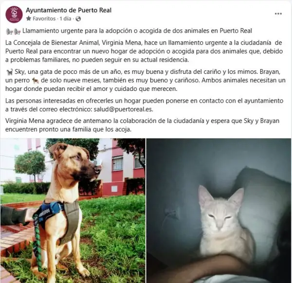 Publicación en el Facebook oficial del Ayuntamiento de Puerto Real de un anuncio de acogida.