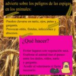 20250529_cartel_campana_proteccion_animales_verano_01