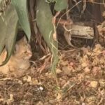 20250922_ma_gato_colonia_01