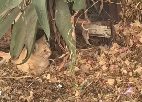 Gato junto a una de las colonias viendo a las ratas sobre la misma. Foto: Extraída de Facebook.
