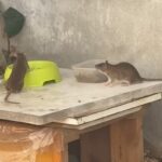 20250922_ma_ratas_colonia_01