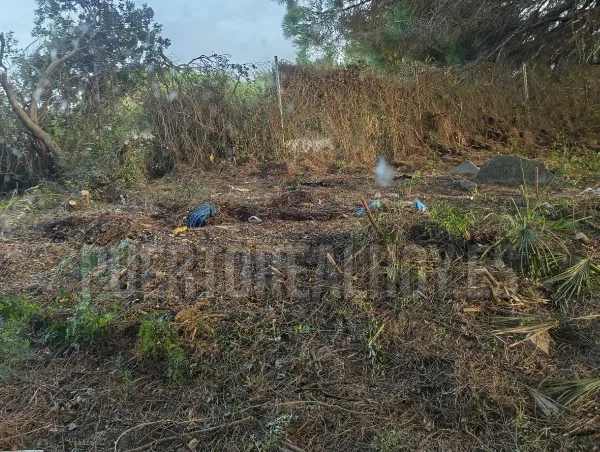 Desbroces en la zona de El Algarrobo.