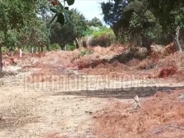 Zona de VillaNueva Golf.