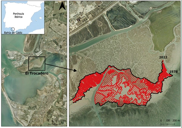 La investigación analiza la evolución de las marismas entre 1956 y 2022 y constata un retroceso medio de su borde de 2,4 metros anuales, que alcanza los siete metros en El Trocadero.